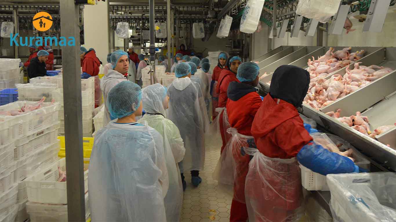 رحلة تعليمية ميدانية إلى معمل الدجاج ويلكو لـ 70 يتيمًا سوريًا نظمتها منظمة كرماء لتعريفهم بسلسلة إنتاج الغذاء والسلامة الغذائية.